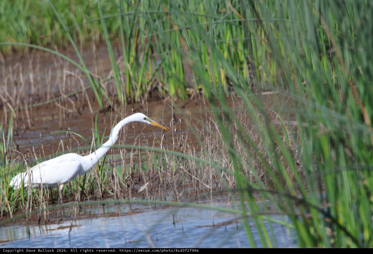 Great Egret Hunting in Wetland Rice Fields
