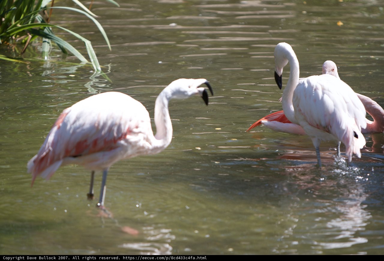 Flamingo Trio in their Natural Habitat