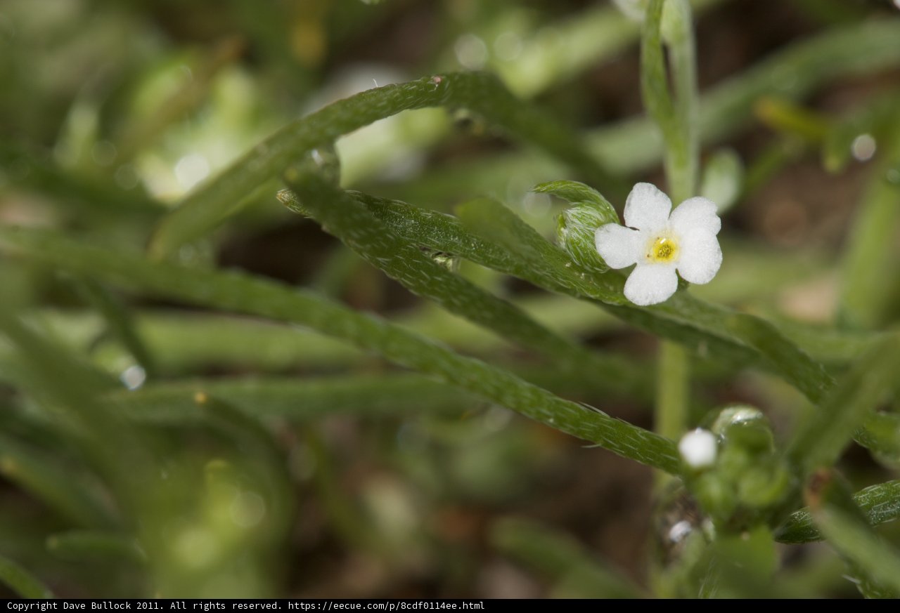 Delicate White Flower