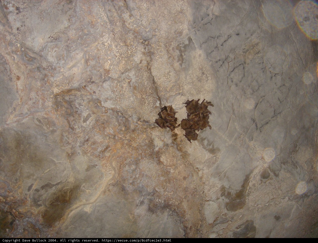 Insect City on the Rock