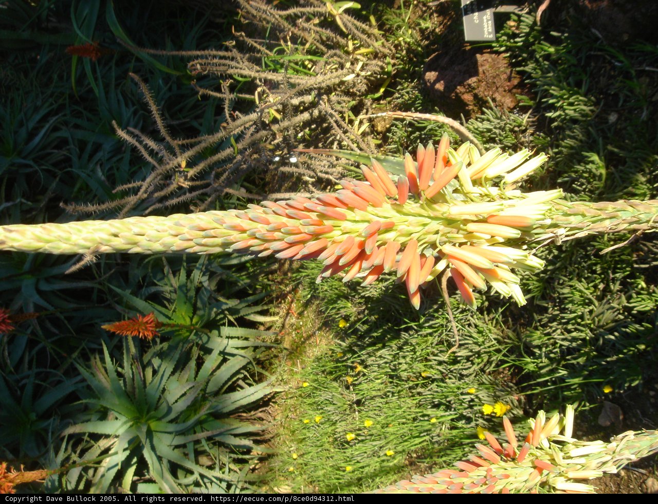 Beautiful Agavaceae Plant with Blooming Flowers