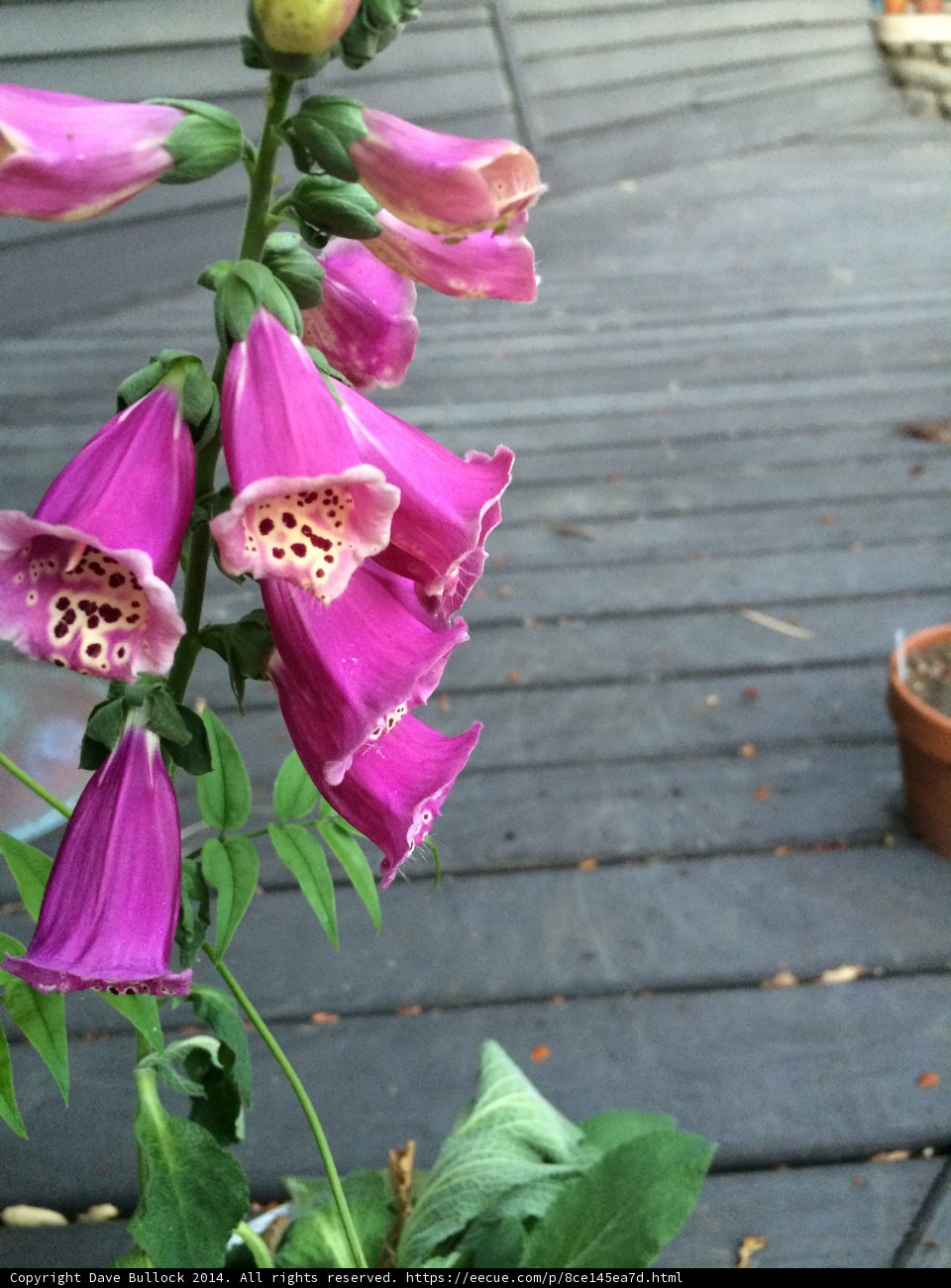 Purple Beauty on the Wooden Deck