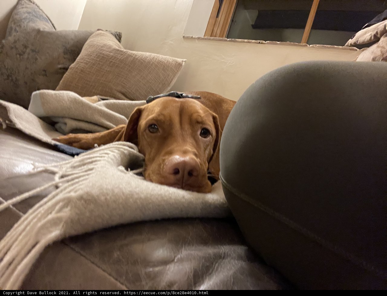 Cozy Vizsla on Couch with Home Decor