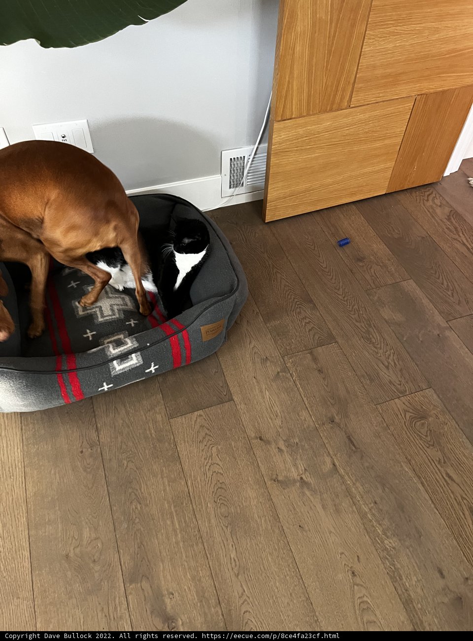 Two Canine Companions Resting on Hardwood Floors