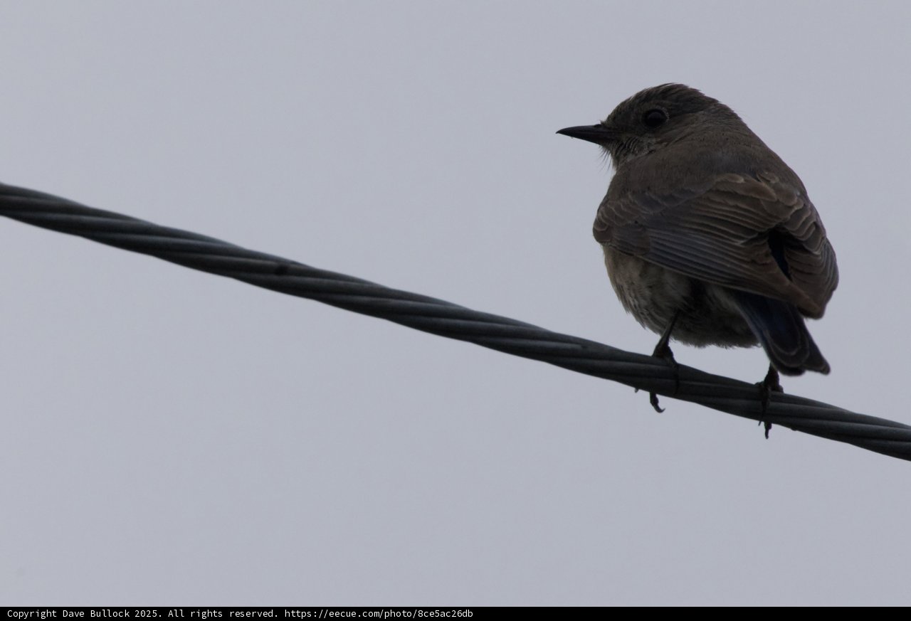 Perched Contemplation