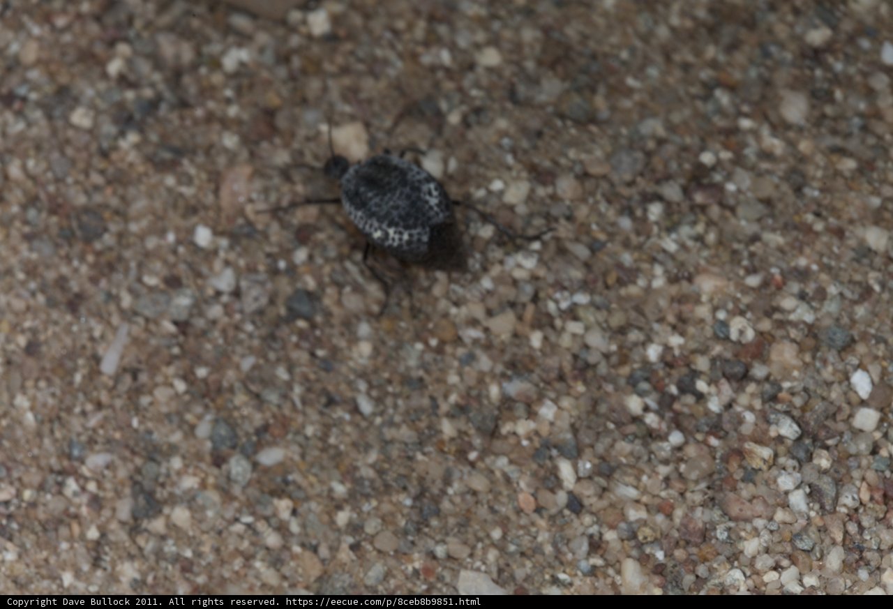 Spotting a Unique Insect