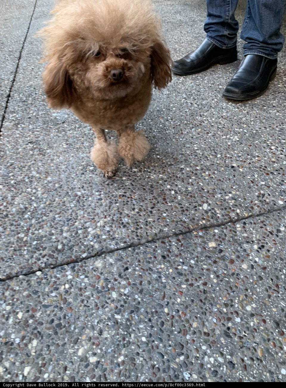 Stylish Poodle Takes a Stroll