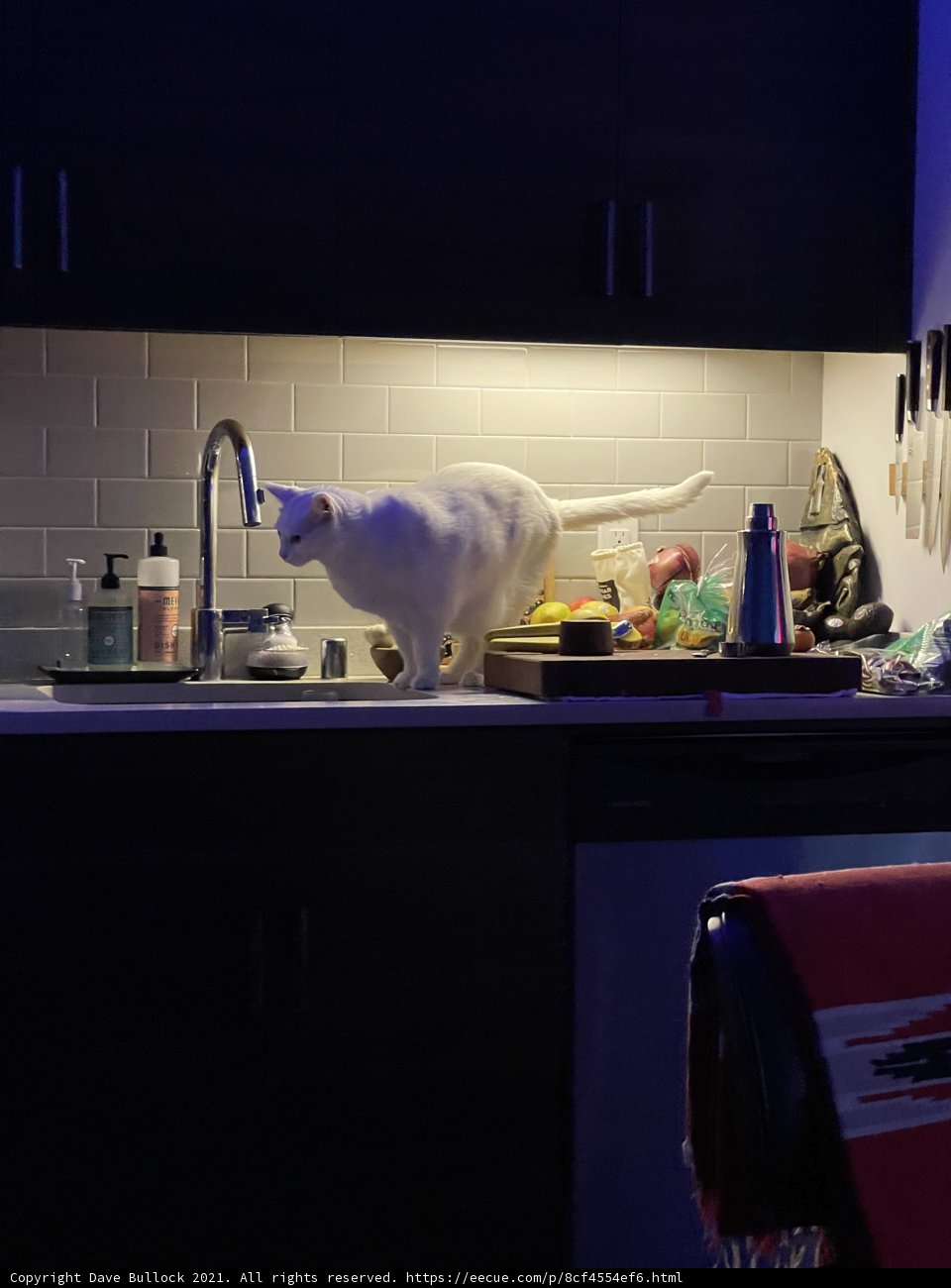 Feline Kitchen Supervisor