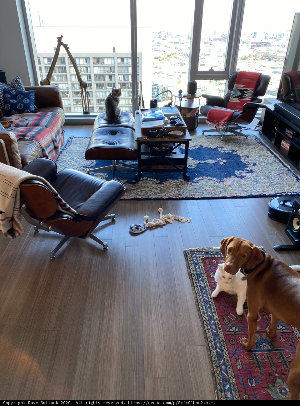Relaxing Pup in a Cozy Living Room