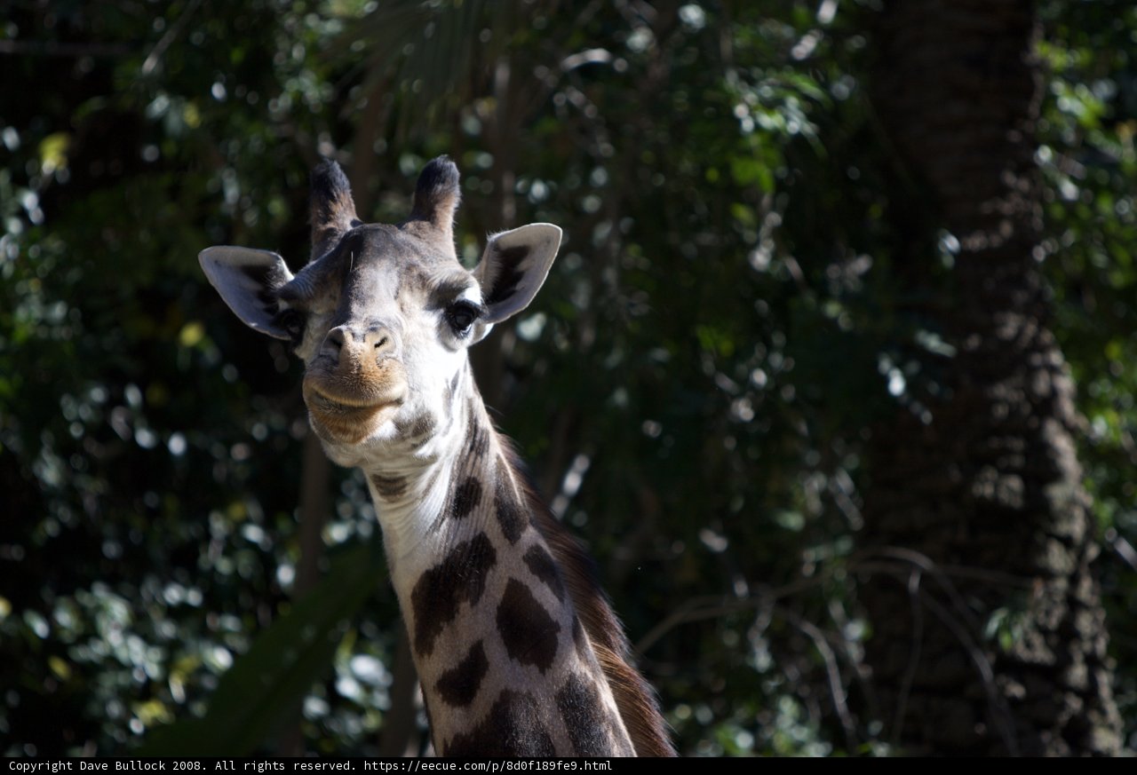 Majestic Giraffe