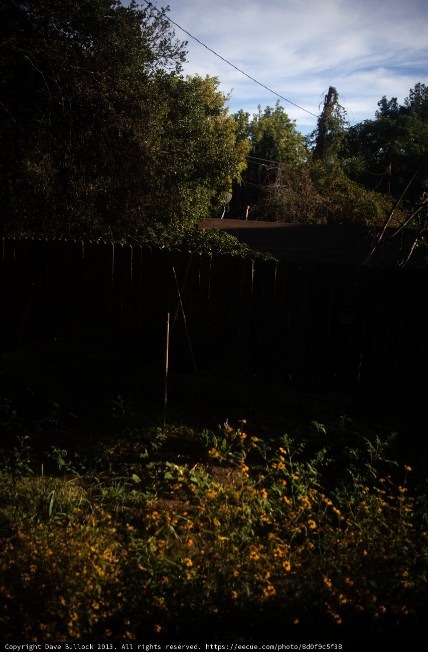 Flowers and Fence in Altadena