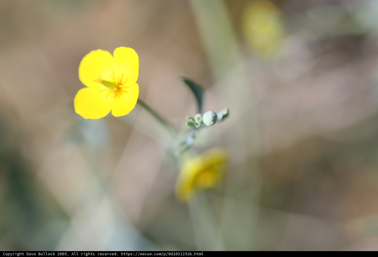 Sunny Bloom