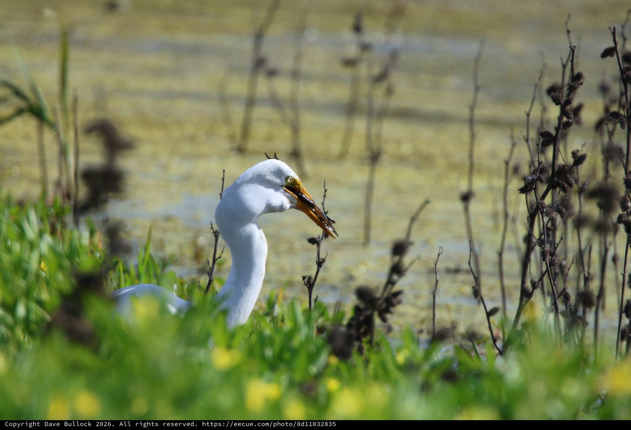 Snowy Egret Catches Crayfish at Wetland
