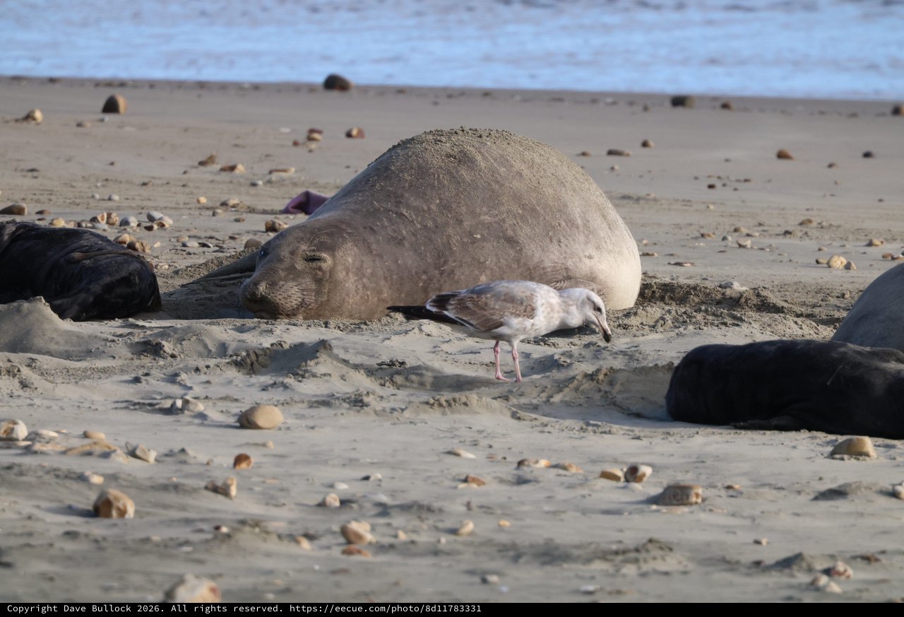 Elephant Seal Resting on Beach with Seagull
