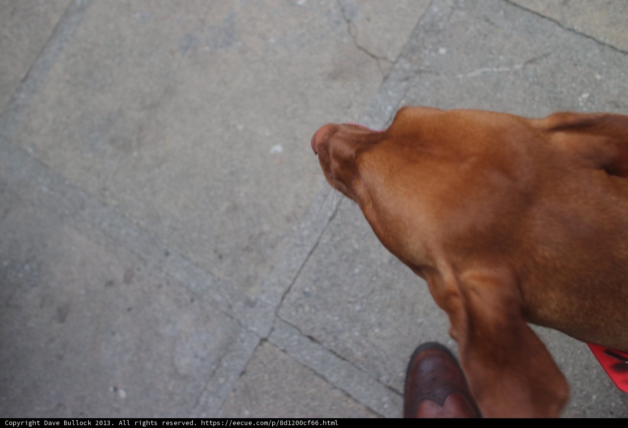 Furry Friend on the Path