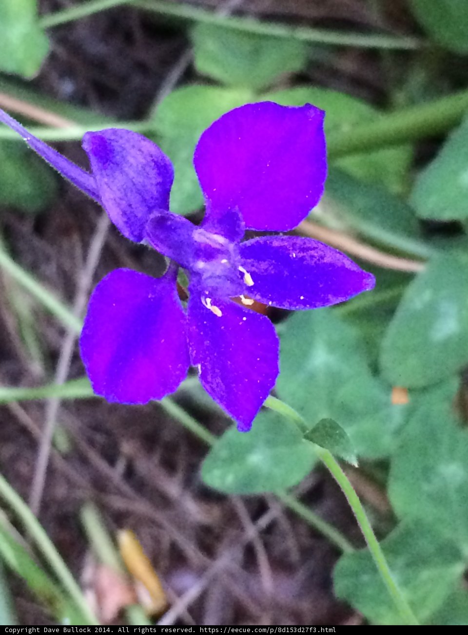 Purple Petunia Among the Grass