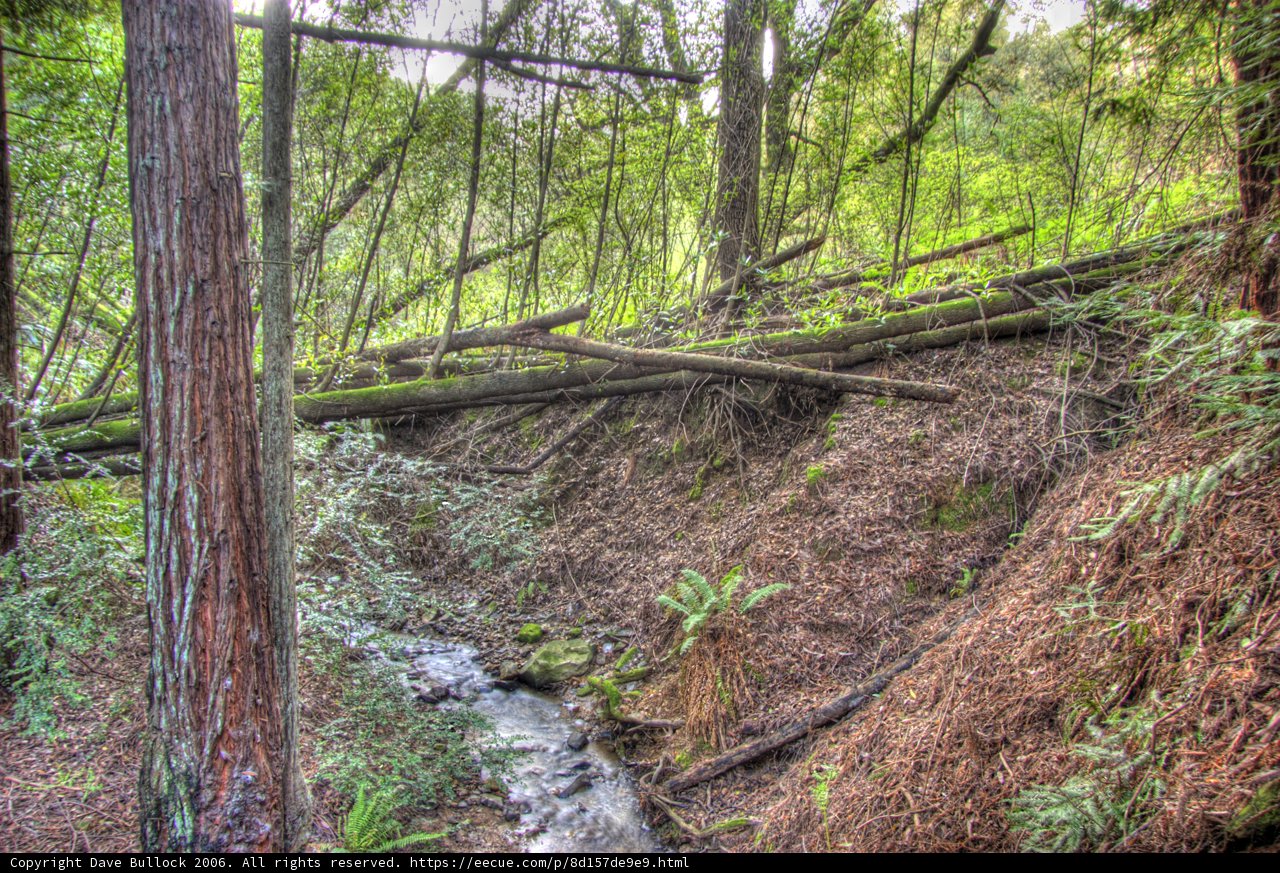 Fallen Redwood in the Creek