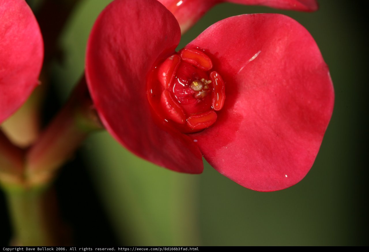 Vibrant Red Geranium Flower
