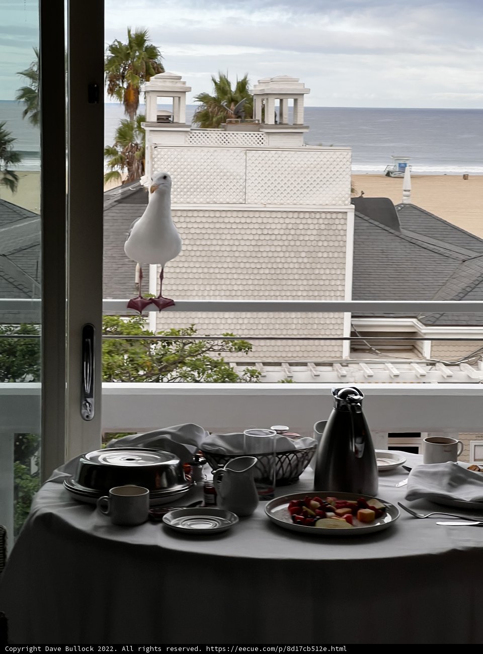 Brunch with a Bird