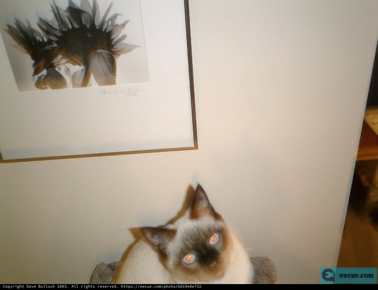 Purr-fect Companion