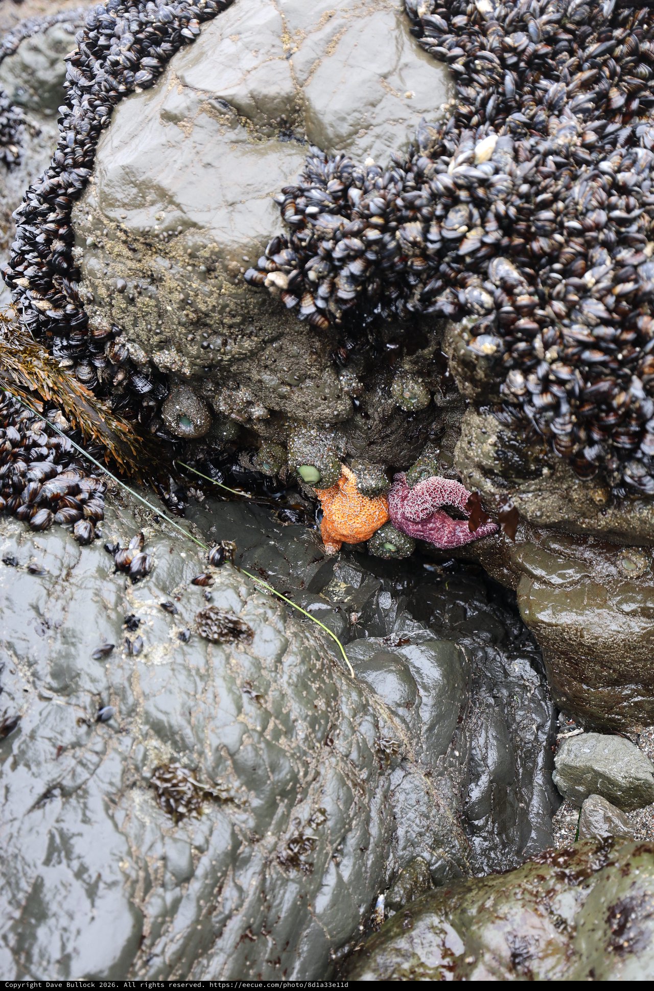Orange and Purple Sea Stars in Rocky Tidepool