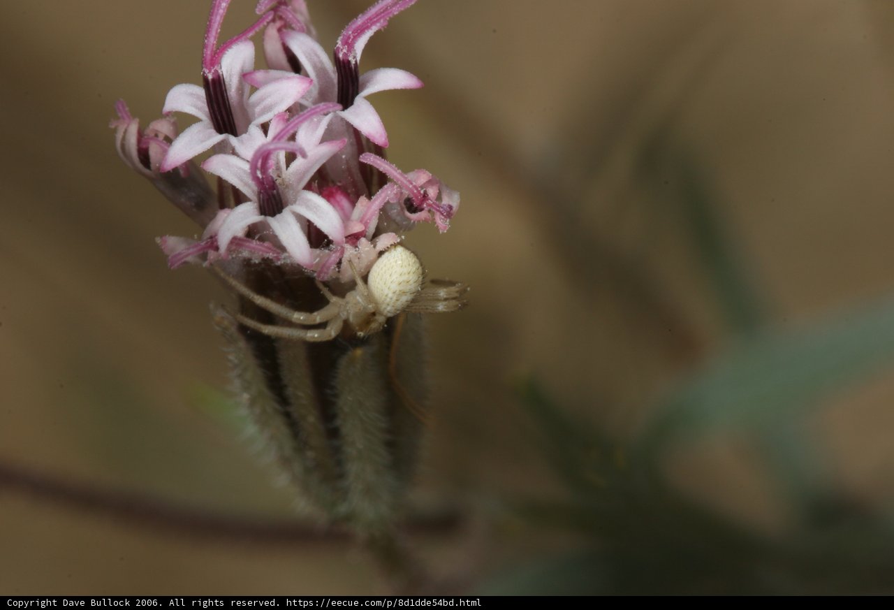 Garden Spider on a White Flower