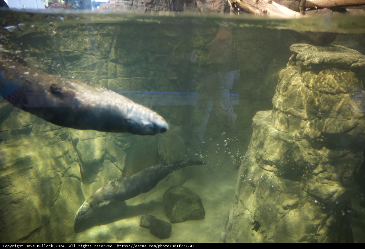 Playful Aquatic Adventure