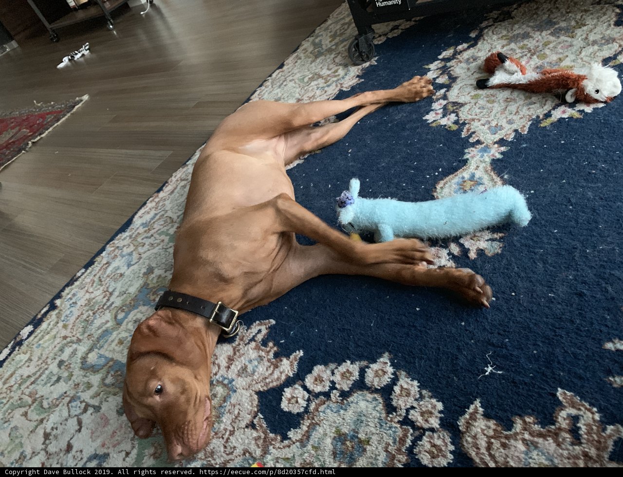 Cozy Pup on Hardwood Floors
