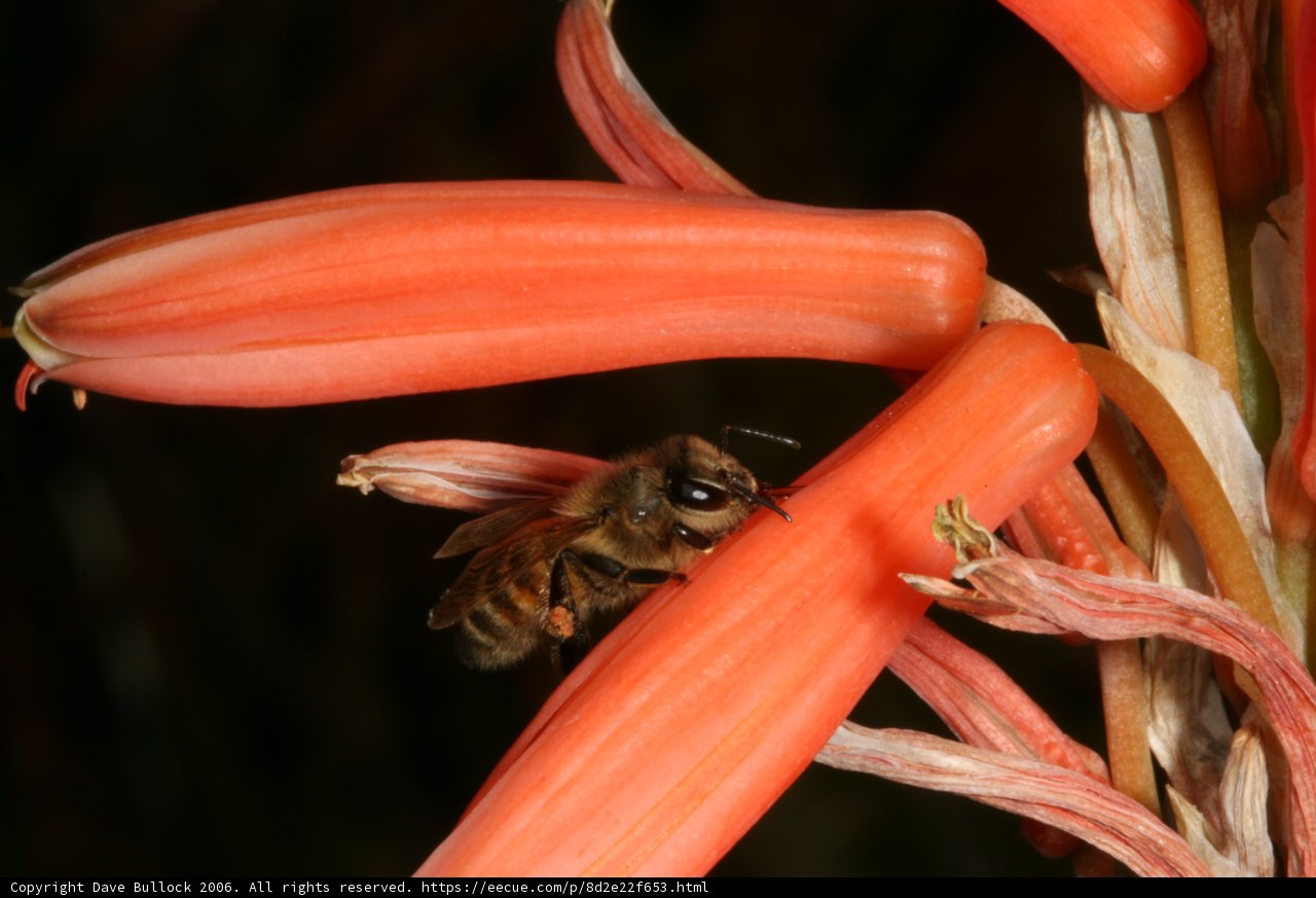 Busy Little Bee