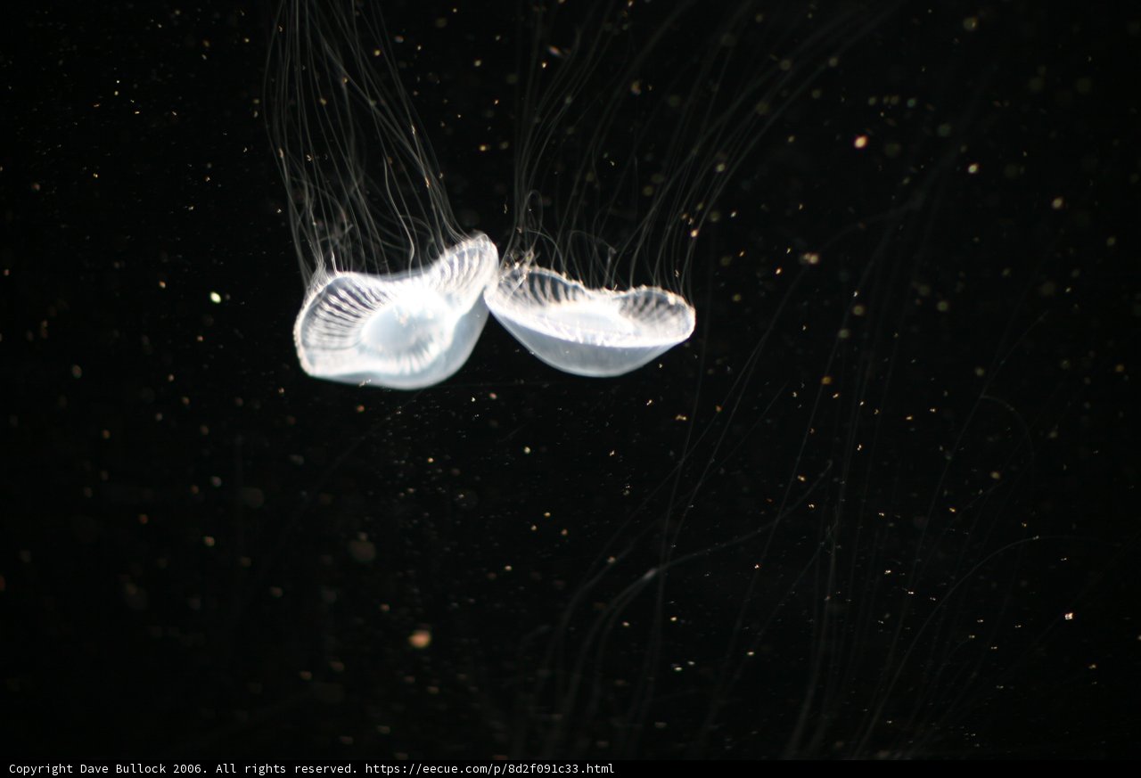 Serene Sea Creatures