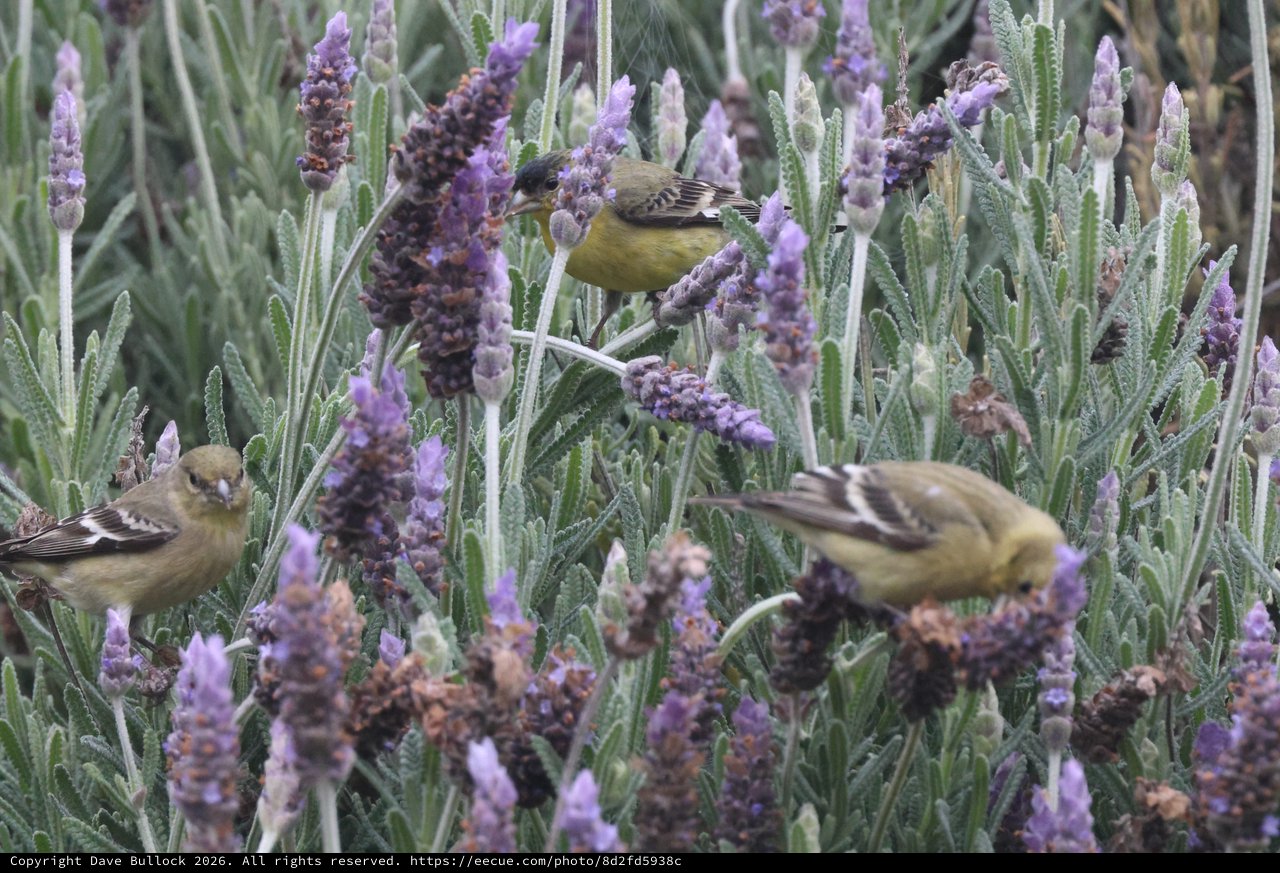 Lesser Goldfinches Foraging on Lavender Flowers