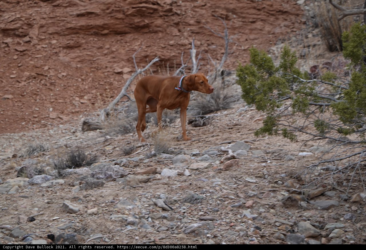 Rocky Adventure with Fido