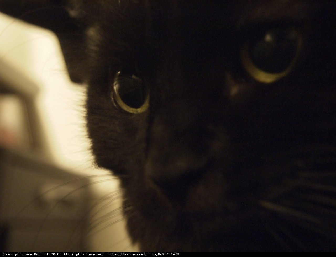 Beautiful Black Cat with Yellow Eyes