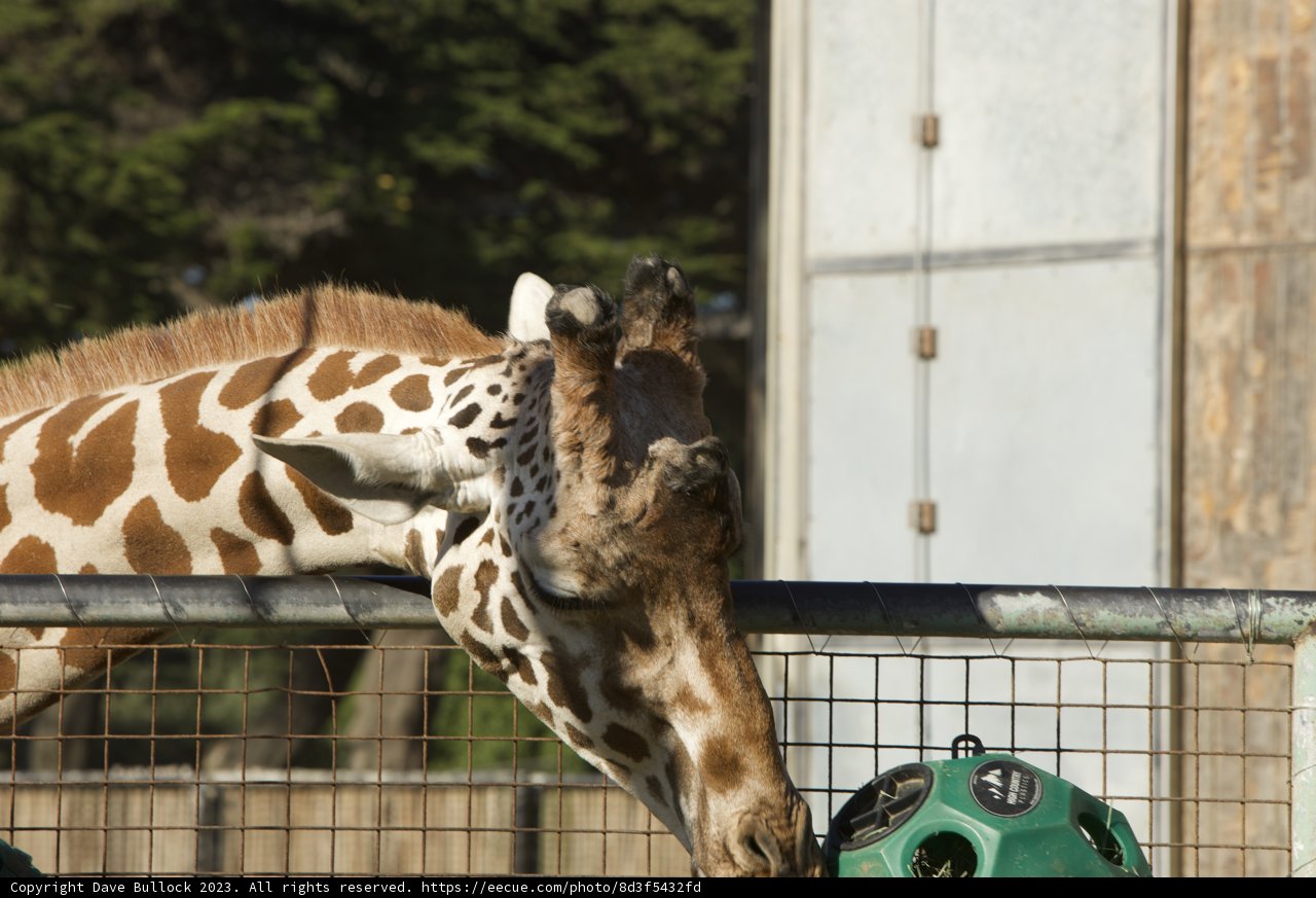 Unusual Snack Time at SF Zoo