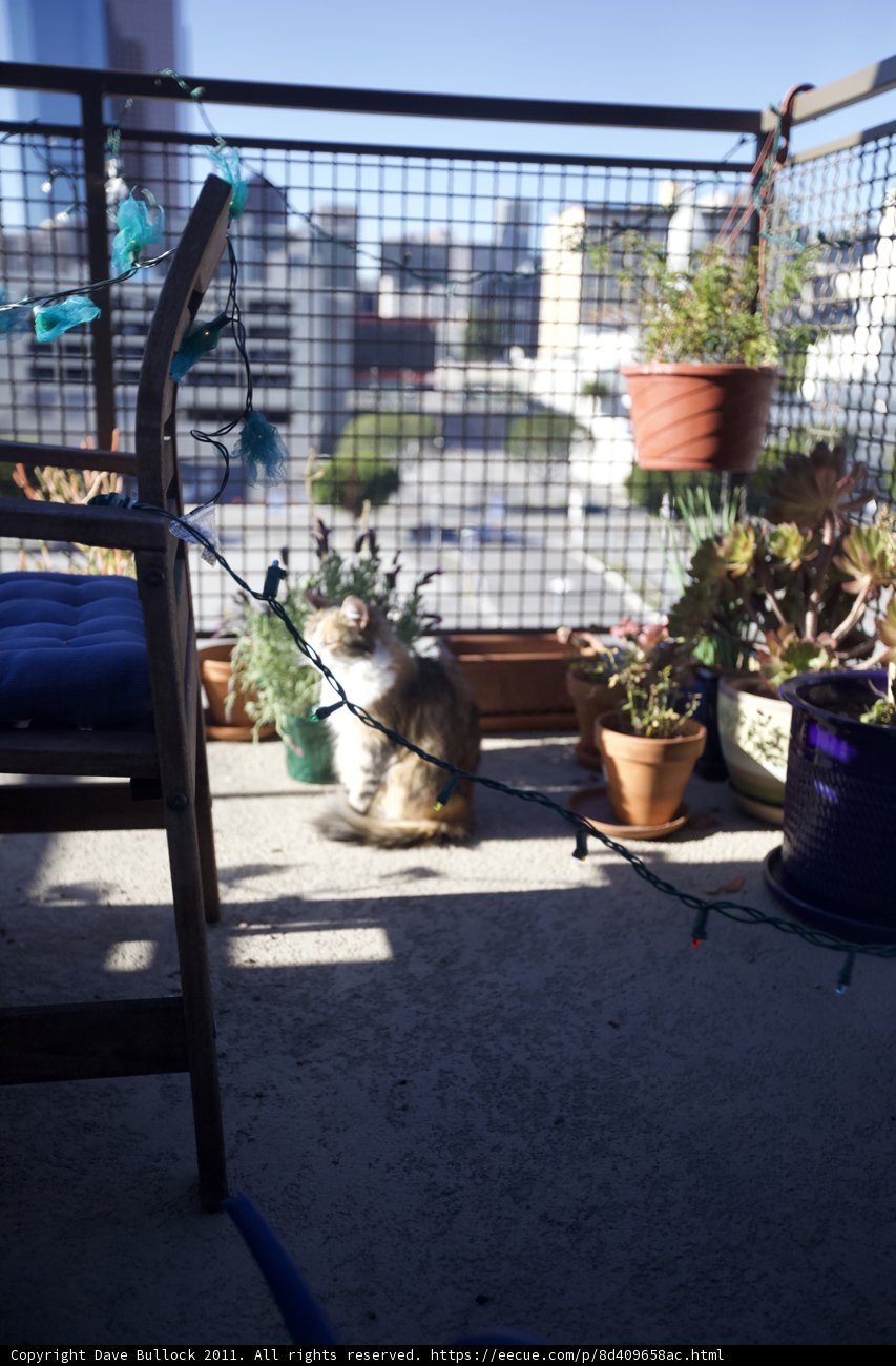 Feline Garden Oasis