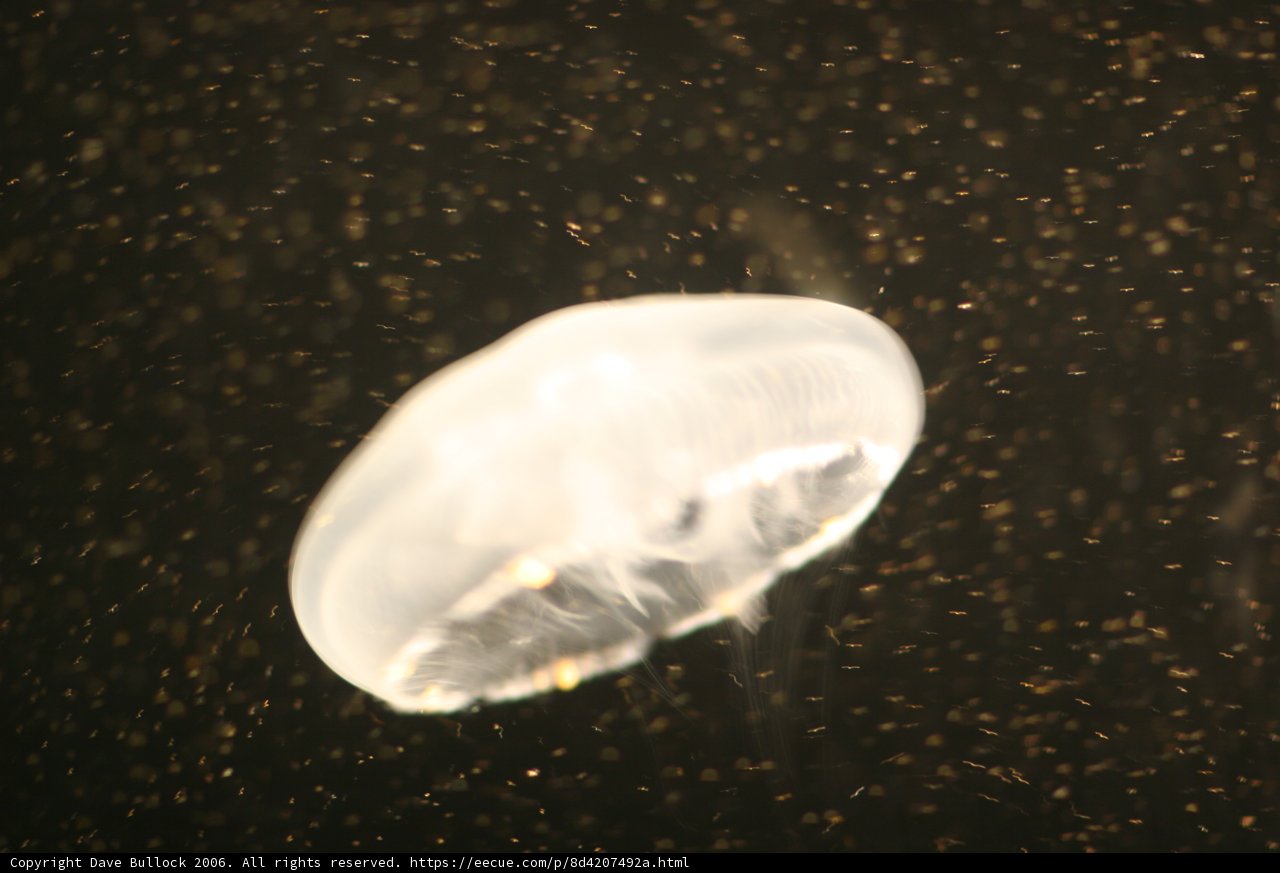 Mystical Jellyfish