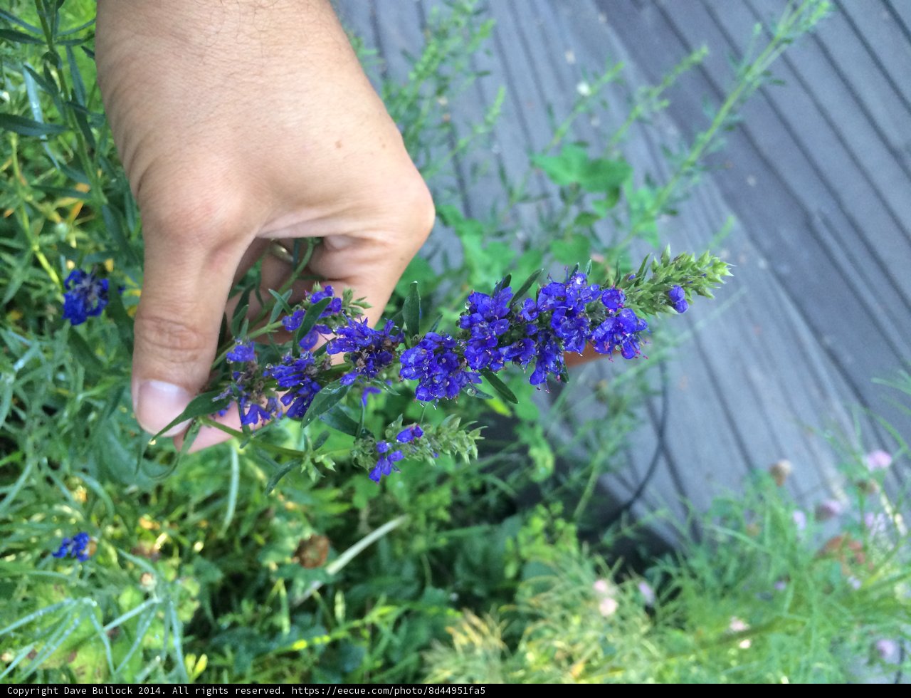 Holding a Blue Geranium Flower Caption: A person holds a beautiful blue geranium flower in their hand while enjoying the outdoors in Altadena, California.