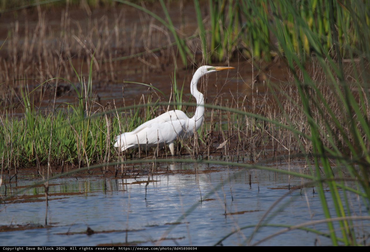 Great Egret Foraging in Wetland Marsh