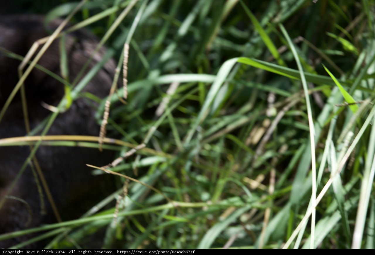 Serenity in the Grasslands