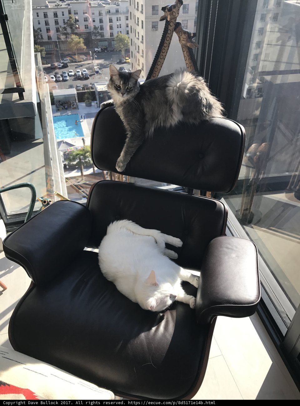 Feline Lounge