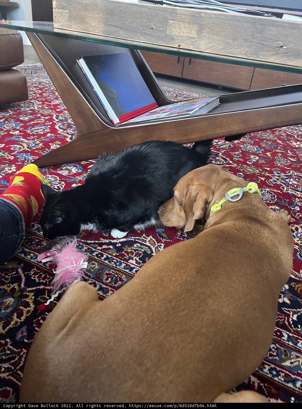 Furry Companions Caught in a Cozy Nap