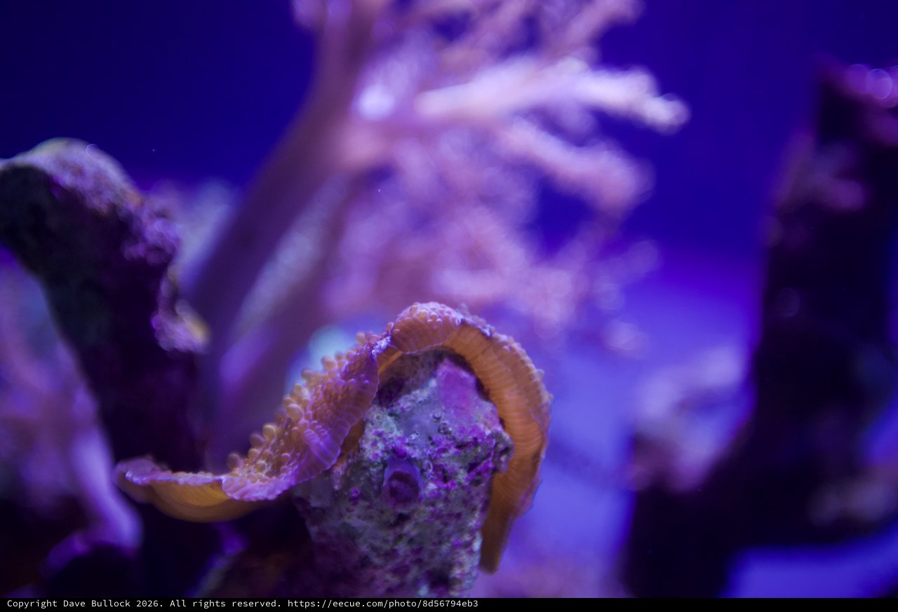 Dwarf Seahorse Wrapped Around Coral in Purple Aquarium Light
