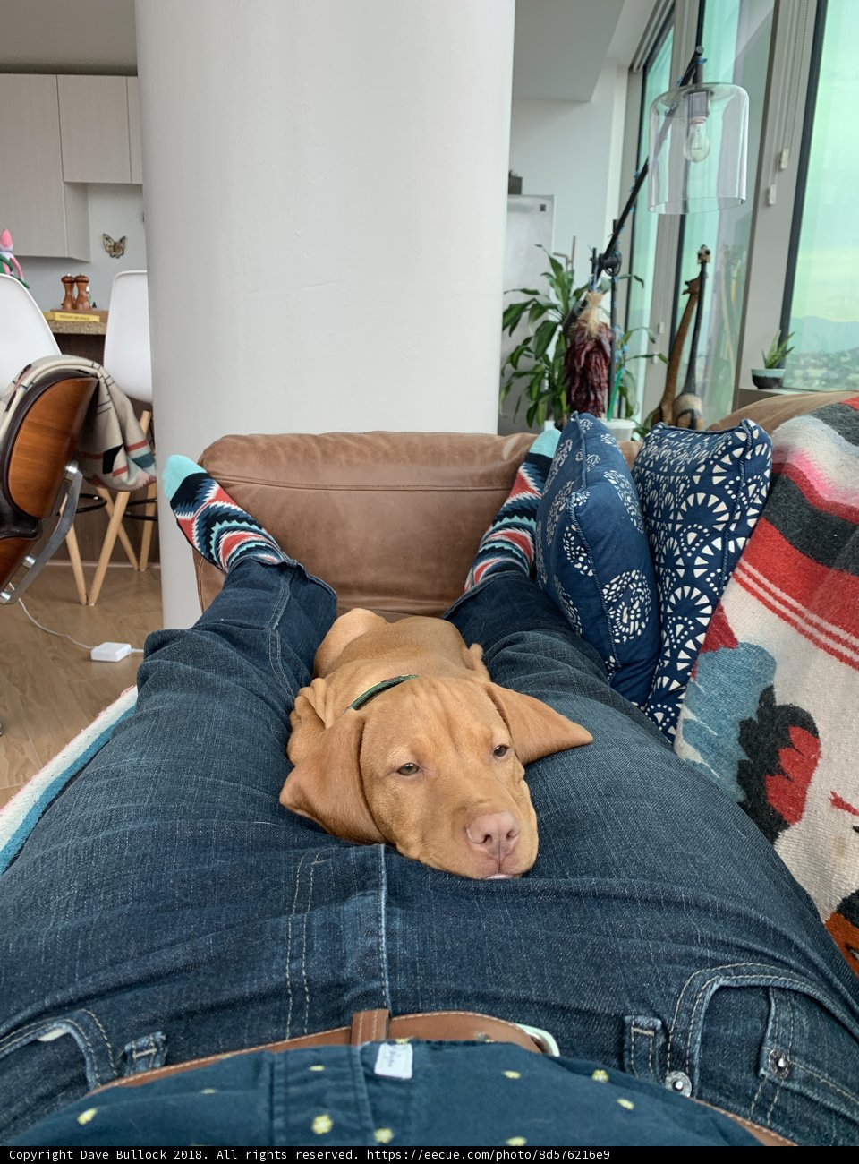 Comfy Canine on the Couch