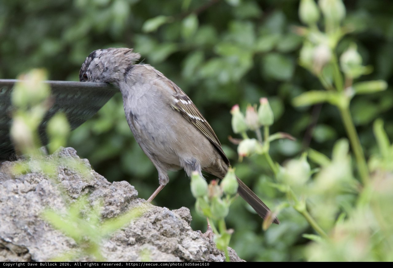 House Sparrow Drinking from Garden Bird Bath