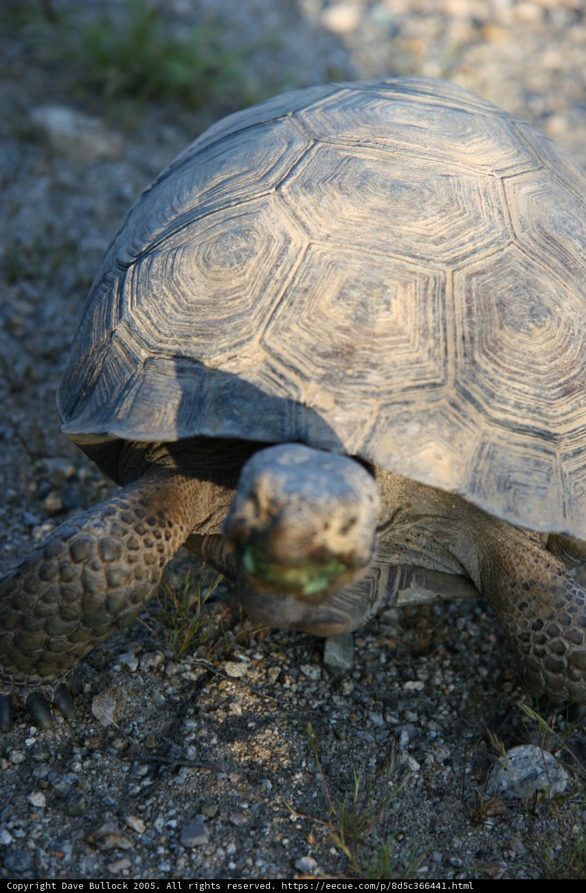 Majestic Turtle on the Move