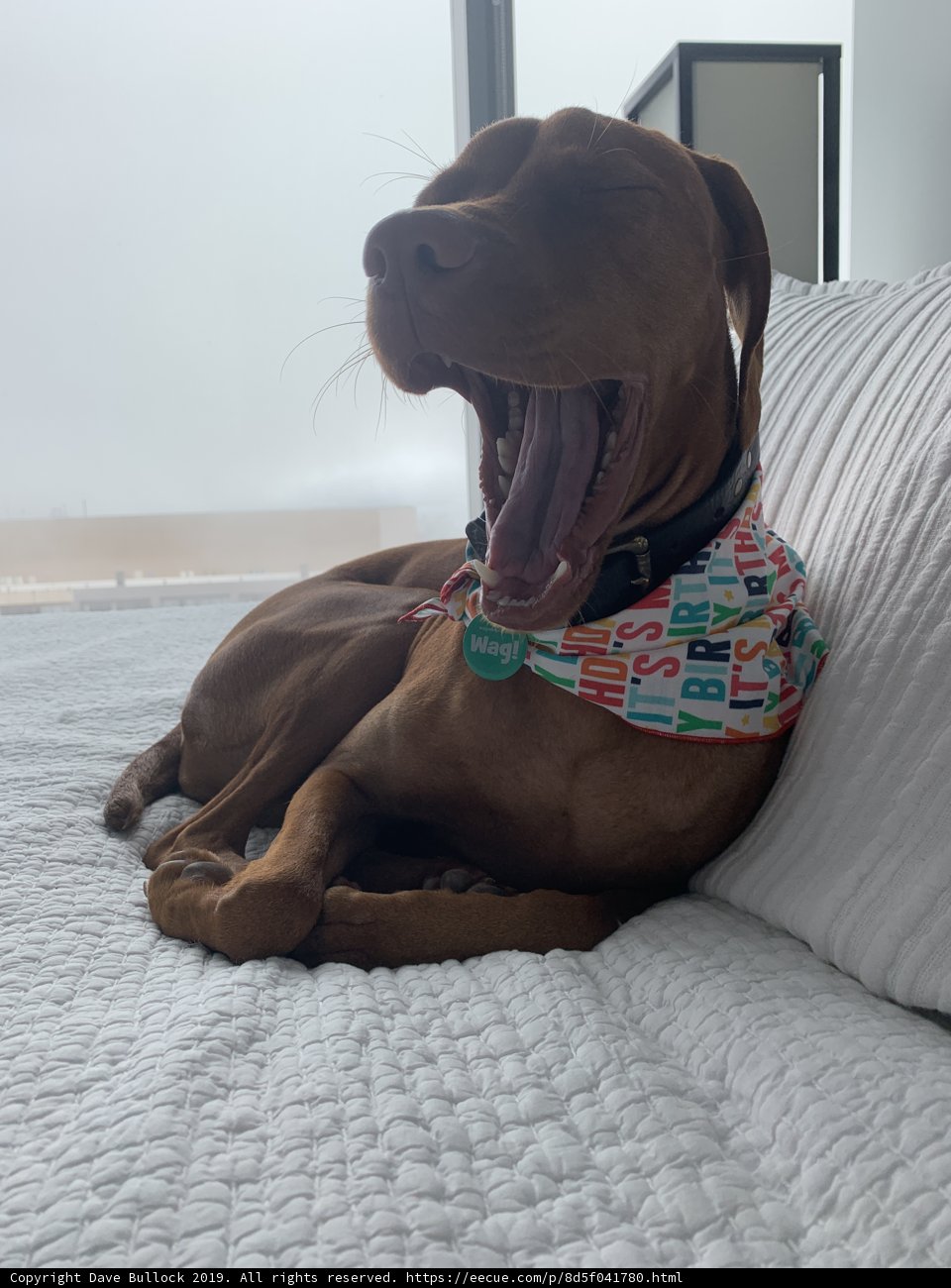 Yawning Hound on Linen Couch