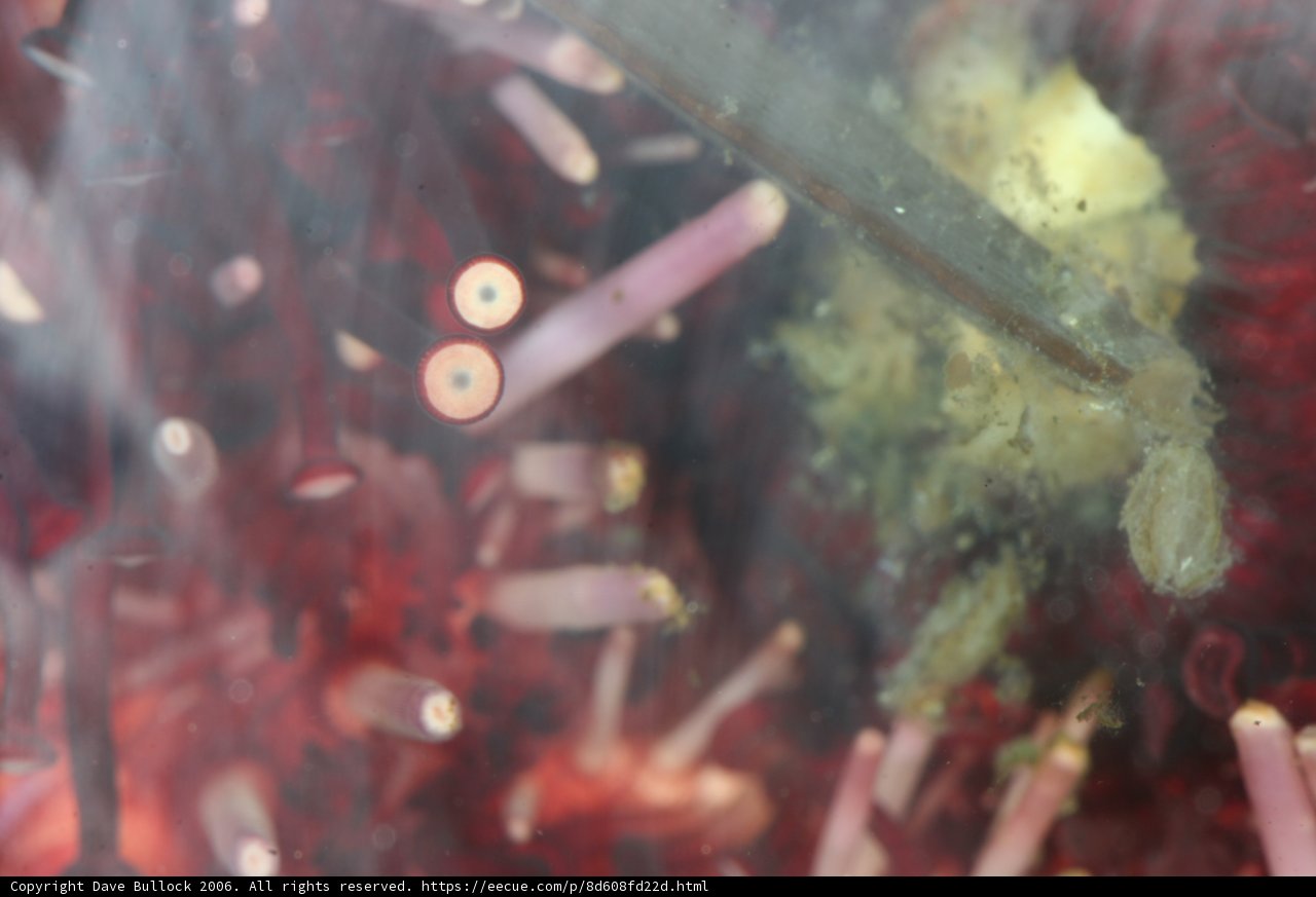 Vibrant Sea Anemone
