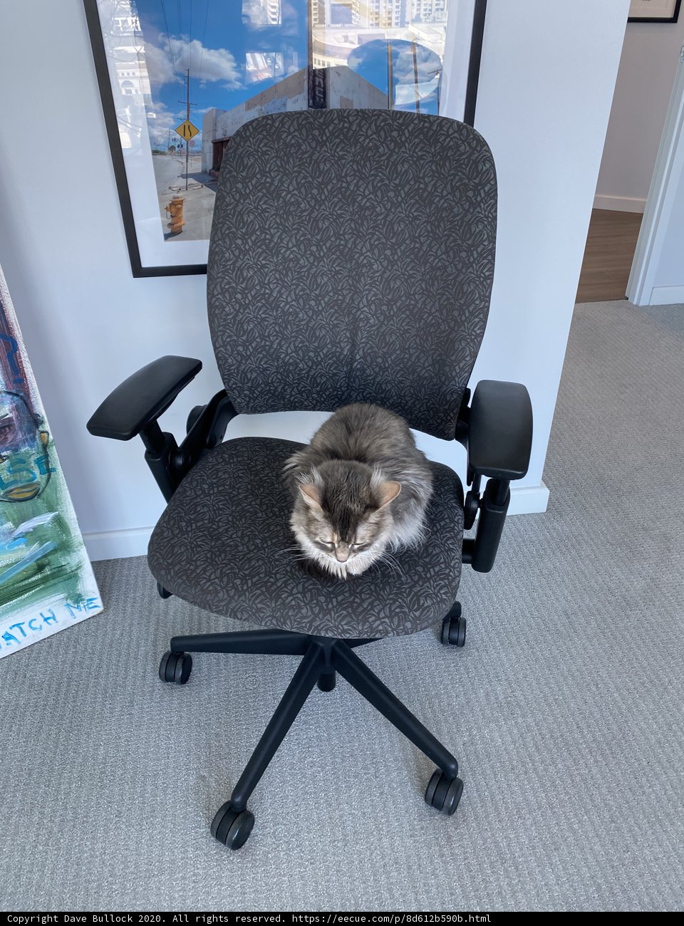 The Purrfect Office Companion