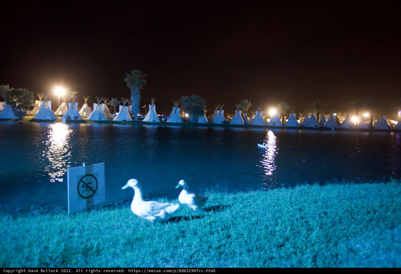 Nighttime Ducks in the Lake