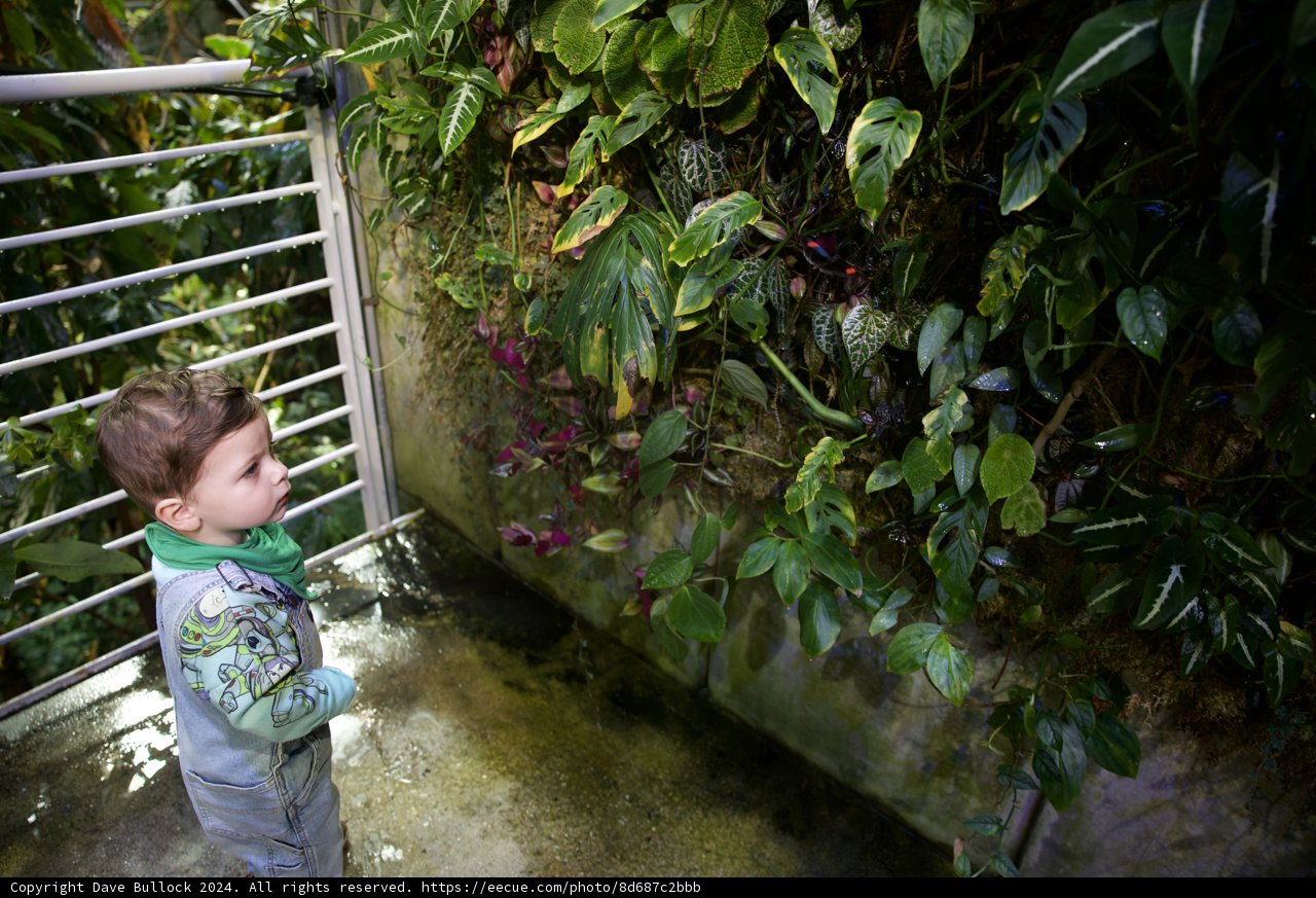 A Young Explorer in the Rainforest